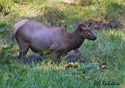 Cervus elaphus roosevelti Merriam